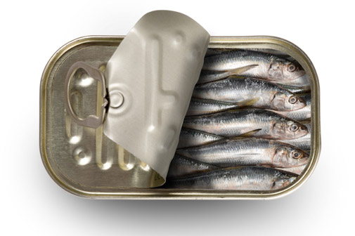 sardines
